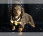 Puppy Tootsieroll ACA Dachshund