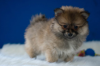 Pomeranian Puppy for sale in KENT, OH, USA