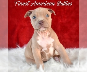 American Bully Puppy for Sale in CLEVELAND, Georgia USA