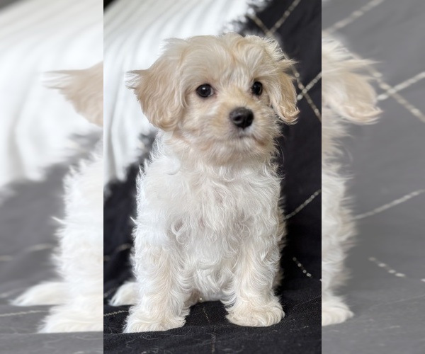 Medium Photo #9 Cav-A-Malt Puppy For Sale in ROCK STREAM, NY, USA