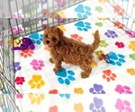 Small #3 Cavapoo (Miniature)-Poodle (Toy) Mix