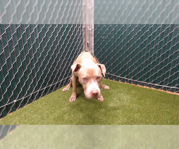 Medium Photo #1 Mutt Puppy For Sale in Downey, CA, USA