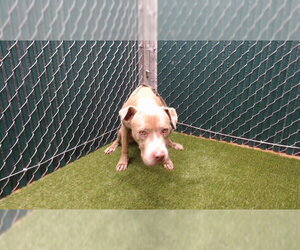 Mutt Dogs for adoption in Downey, CA, USA