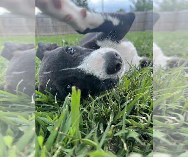 Medium Photo #4 Labrador Retriever-Unknown Mix Puppy For Sale in Aurora, IN, USA