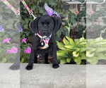 Small #1 Mutt