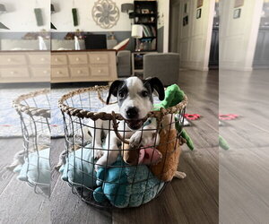 Ray - JRT/Pittie puppies - Male American Pit Bull Terrier-Jack Russell Terrier Mix Dog for Adoption - Photo #2