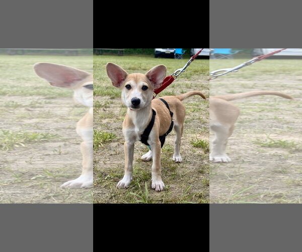 Medium Photo #4 Mutt Puppy For Sale in NYC, NY, USA