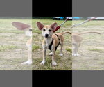 Small #3 Mutt