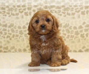 Cavapoo Puppy for sale in DENVER, PA, USA