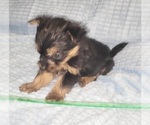 Small Photo #336 Yorkshire Terrier Puppy For Sale in AKRON, OH, USA