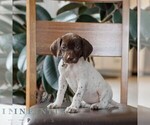 Small #2 German Shorthaired Pointer