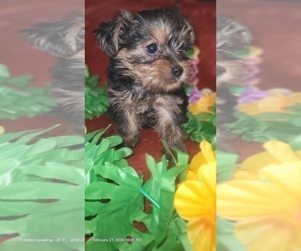 Medium Photo #60 Yorkshire Terrier Puppy For Sale in AKRON, OH, USA