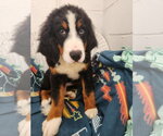 Small Bernese Mountain Dog