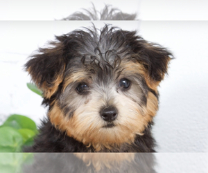 YorkiePoo Puppy for sale in RED LION, PA, USA