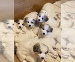 Small Photo #2 Great Pyrenees Puppy For Sale in MONEE, IL, USA