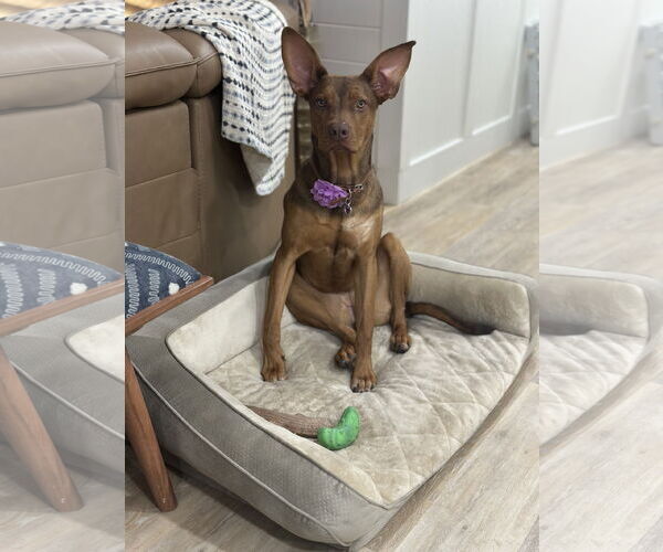 Medium Photo #2 Doberman Pinscher-German Shepherd Dog Mix Puppy For Sale in Valrico, FL, USA
