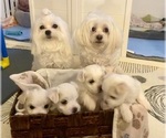 Small Photo #1 Maltese Puppy For Sale in NORTHPORT, ME, USA