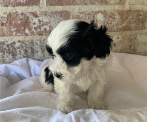 Havamalt Puppy for Sale in KEMP, Texas USA