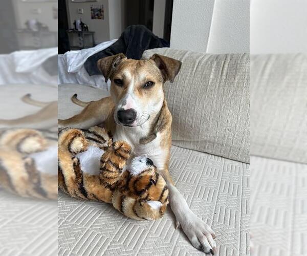 Medium Photo #2 Catahoula Leopard Dog Puppy For Sale in Pasadena, TX, USA