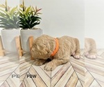 Small Photo #10 Goldendoodle Puppy For Sale in CONWAY, SC, USA