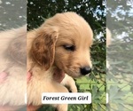 Small Photo #3 Golden Retriever Puppy For Sale in ROSANKY, TX, USA