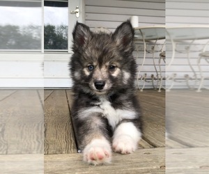 Pomsky Puppy for sale in SAVOY, MA, USA
