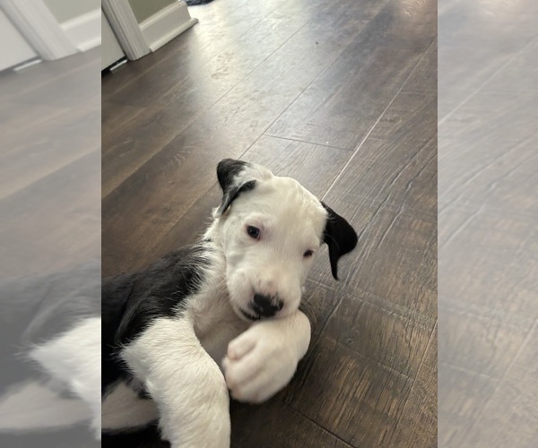 Medium Photo #3 Great Dane-Sheepadoodle Mix Puppy For Sale in EGG HARBOR CITY, NJ, USA