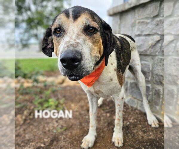 Medium Photo #3 Plott Hound-Treeing Walker Coonhound Mix Puppy For Sale in Maryville, TN, USA
