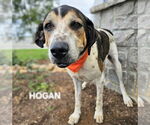 Small #2 Plott Hound-Treeing Walker Coonhound Mix