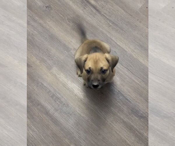 Medium Photo #4 Labrador Retriever-Unknown Mix Puppy For Sale in Ball Ground, GA, USA