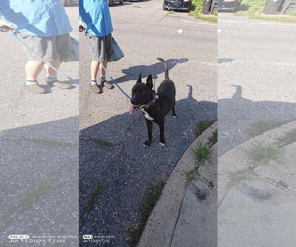 Medium Photo #1 German Shepherd Dog-Unknown Mix Puppy For Sale in Yardley, PA, USA