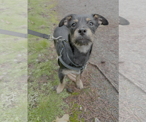 Mutt Dogs for adoption in Bellevue, WA, USA