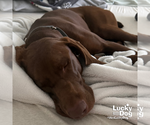 Small #1 German Shorthaired Pointer Mix