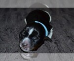 Small Photo #54 English Springer Spaniel Puppy For Sale in LITCHFIELD, MN, USA