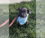 Small Labrador Retriever Mix