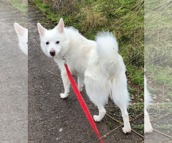 Medium Photo #2 American Eskimo Dog Puppy For Sale in Pikesville, MD, USA