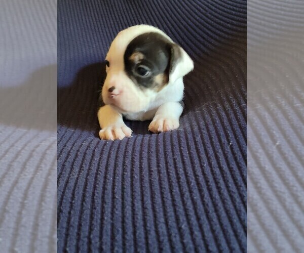 Medium Photo #63 Olde English Bulldogge Puppy For Sale in HAMLER, OH, USA