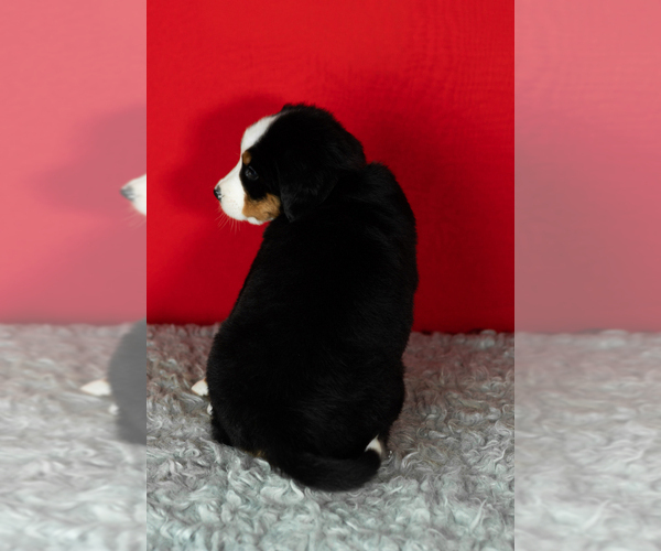 Medium Photo #34 Bernese Mountain Dog Puppy For Sale in MILLERSBURG, IN, USA