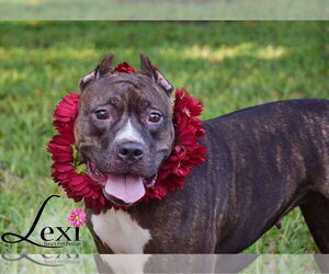 Lexi - Female American Staffordshire Terrier-Unknown Mix Dog for Adoption - Photo #4