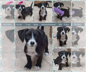 Maltese-Unknown Mix Dogs for adoption in Mesa, AZ, USA