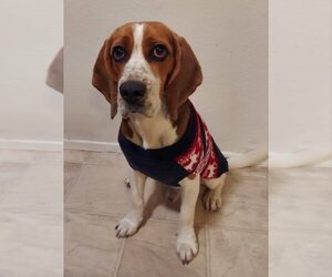 Beagle Dogs for adoption in San Diego, CA, USA
