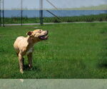 Small #3 Mutt