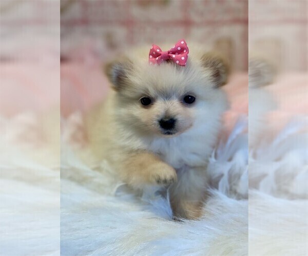 Medium Photo #14 Pomeranian Puppy For Sale in BOCA RATON, FL, USA