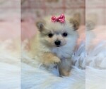 Small Photo #14 Pomeranian Puppy For Sale in BOCA RATON, FL, USA