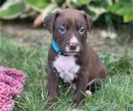 Puppy Puppy 2 American Pit Bull Terrier