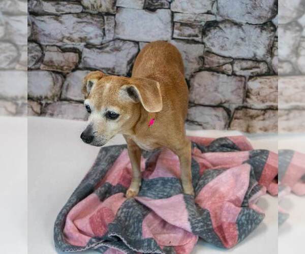 Medium Photo #4 Beagle-Unknown Mix Puppy For Sale in Kennesaw, GA, USA