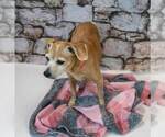 Small Photo #4 Beagle-Unknown Mix Puppy For Sale in Kennesaw, GA, USA