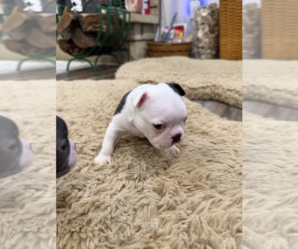 Medium Photo #7 Boston Terrier Puppy For Sale in FREDONIA, KS, USA
