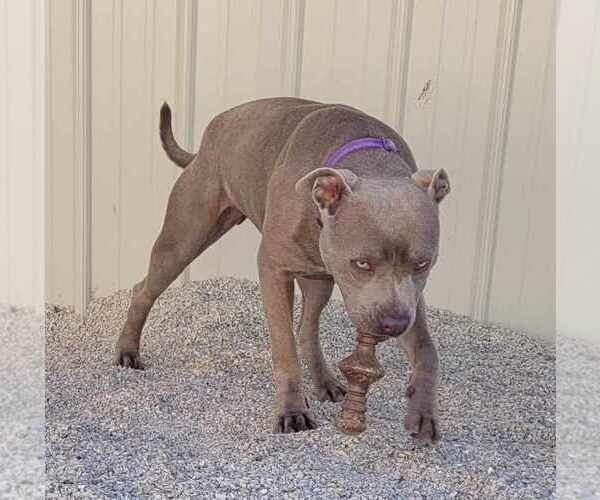 Medium Photo #3 American Pit Bull Terrier Puppy For Sale in Stover, MO, USA