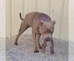 Small #2 American Pit Bull Terrier